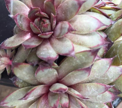 Sempervivum 'Atropurpureum' 